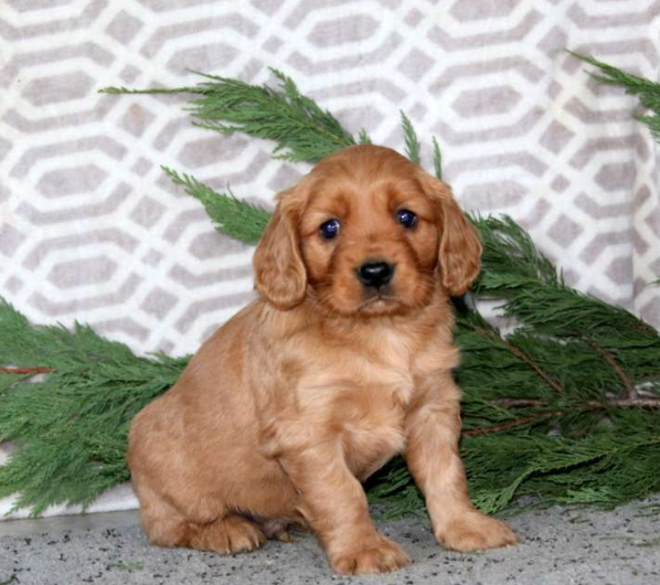 puppy, for, sale, Miniature Golden Retriever, Lester S Stoltzfus, dog, breeder, Narvon, PA, dog-breeder, puppy-for-sale, forsale, nearby, find, puppyfind, locator, puppylocator, aca